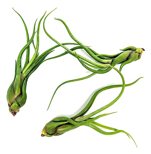 Octopus Air Plant, Caput Medusae Giant Air Plant (3PK), Tillandsia Air Plants Live Houseplants Bromeliad Terrarium Indoor Plants Live Plants Indoor House Plants for Air Plant Holder by Plants for Pets