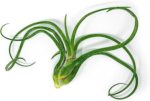 Octopus Air Plant, Caput Medusae Giant Air Plant (3PK), Tillandsia Air Plants Live Houseplants Bromeliad Terrarium Indoor Plants Live Plants Indoor House Plants for Air Plant Holder by Plants for Pets