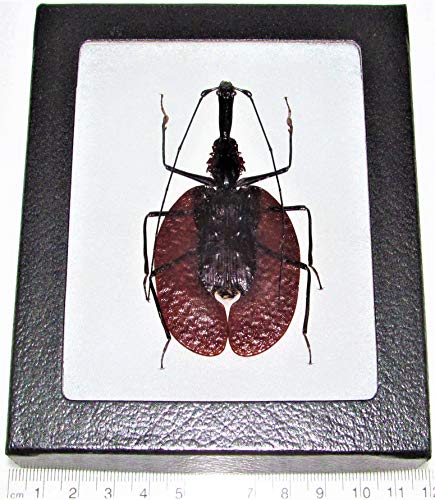 BicBugs Mormolyce phyllodes Real Framed Violin Guitar Banjo Beetle Indonesia