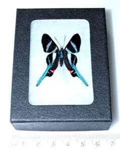 bicbugs rhetus arcius real framed butterfly blue peru