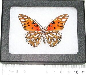bicbugs agraulis vanillae verso real framed butterfly orange gulf fritillary