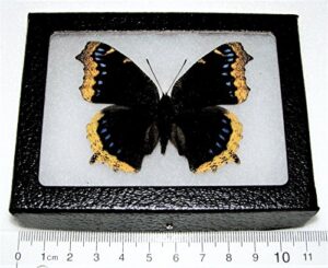 bicbugs nymphalis antiopa real framed butterfly mourning cloak california