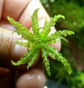 mainam pogostemon helferi downoi live aquarium plants in tissue culture 100% pest free for foreground freshwater aquatic tank imported direct from grower