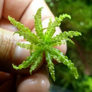 Mainam Pogostemon Helferi Downoi Live Aquarium Plants in Tissue Culture 100% Pest Free for Foreground Freshwater Aquatic Tank Imported Direct from Grower