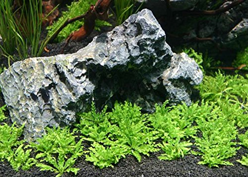 Mainam Pogostemon Helferi Downoi Live Aquarium Plants in Tissue Culture 100% Pest Free for Foreground Freshwater Aquatic Tank Imported Direct from Grower