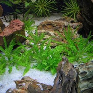 Mainam Pogostemon Helferi Downoi Live Aquarium Plants in Tissue Culture 100% Pest Free for Foreground Freshwater Aquatic Tank Imported Direct from Grower