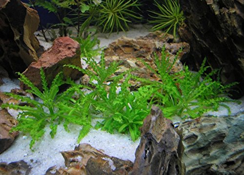 Mainam Pogostemon Helferi Downoi Live Aquarium Plants in Tissue Culture 100% Pest Free for Foreground Freshwater Aquatic Tank Imported Direct from Grower