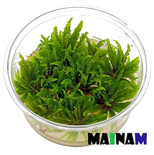 Mainam Pogostemon Helferi Downoi Live Aquarium Plants in Tissue Culture 100% Pest Free for Foreground Freshwater Aquatic Tank Imported Direct from Grower