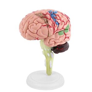 disassembled human brain model structural anatomy medical teaching learning tool