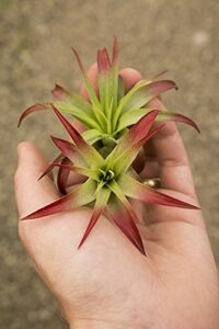 air plant tillandsia 2 pack brachycaulos red (2-3") enhanced garden in the city (grown and shipped from california)