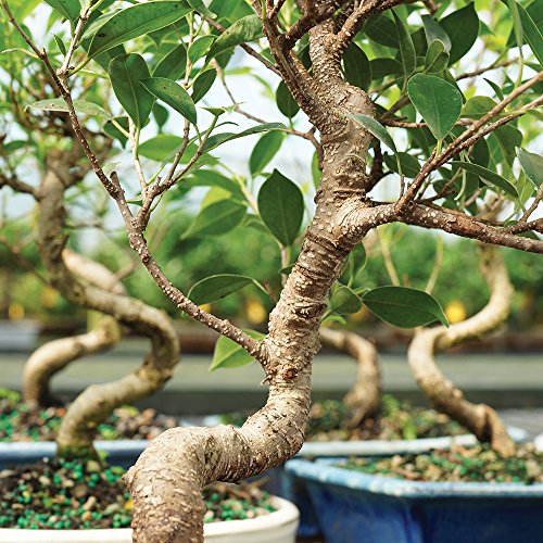 Brussel's Live Golden Gate Ficus Indoor Bonsai Tree - 4 Years Old; 5" to 8" Tall with Decorative Container