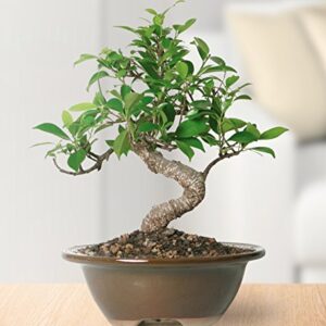 Brussel's Live Golden Gate Ficus Indoor Bonsai Tree - 4 Years Old; 5" to 8" Tall with Decorative Container