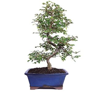 brussel's live chinese elm outdoor bonsai tree - 7 years old; 8" to 10" tall with decorative container