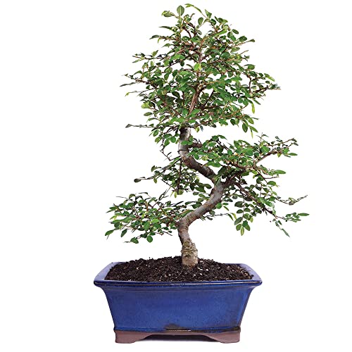 Brussel's Live Chinese Elm Outdoor Bonsai Tree - 7 Years Old; 8" to 10" Tall with Decorative Container