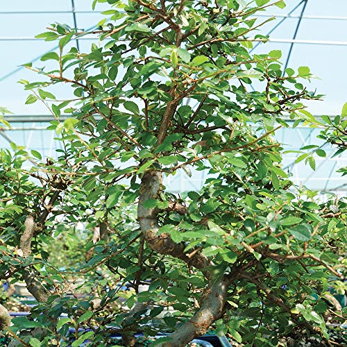 Brussel's Live Chinese Elm Outdoor Bonsai Tree - 7 Years Old; 8" to 10" Tall with Decorative Container