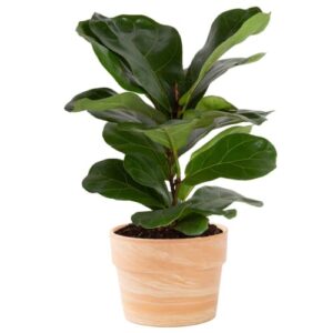 costa farms fiddle leaf fig tree, live indoor plant in indoors garden plant pot, potting soil mix, air purifying houseplant, housewarming gift for room, home, and office decor, 10-12-inches tall