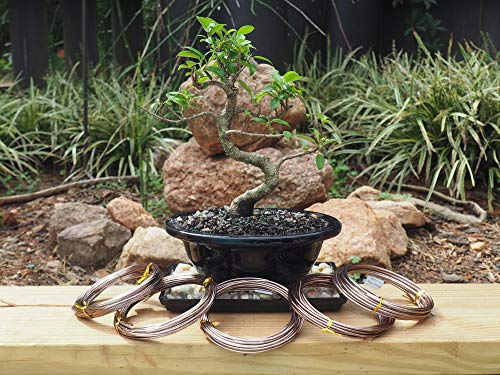 Anodized Aluminum Bonsai Training Wire 5-Size Starter Set with Canvas Bag - 1.0mm, 1.5mm, 2.0mm, 2.5mm, 3.0mm (147 feet total) - Choose Your Color (5 Sizes, Brown)