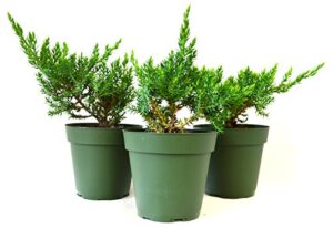 9greenbox juniper procumbens nana bonsai starter plant,3 pound (pack of 3)
