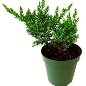 9Greenbox Juniper Procumbens Nana Bonsai Starter Plant,3 Pound (Pack of 3)