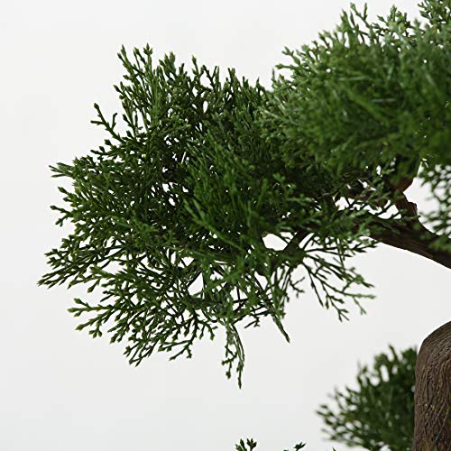 Realistic Faux Cedar Bonsai Tree, Houseplant, White Round Pot, Pebbles, Padded Bottom, Over 1 Ft Tall, (H33cm)