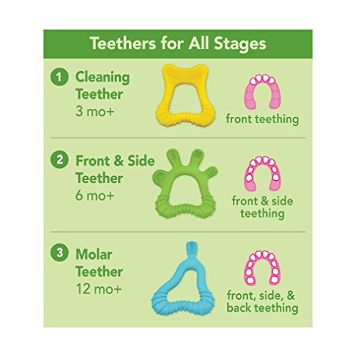 green sprouts Molar Teether made from Silicone | Soothes & massages baby's molar gums & teeth | Soft, flexible silicone eases pain, Easy to hold, gum, & chew, 1 Count (Pack of 1)