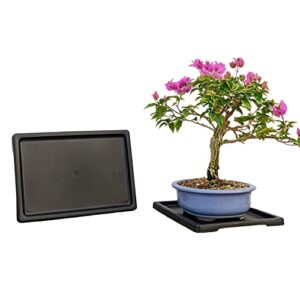 Tinyroots Bonsai Humidity Tray, 9-Inch Drip Tray, Maintains Moisture for Plants and Helps Protect Furniture, Bonsai Tray for Cactus, Succulents, Bonsai, and Houseplants