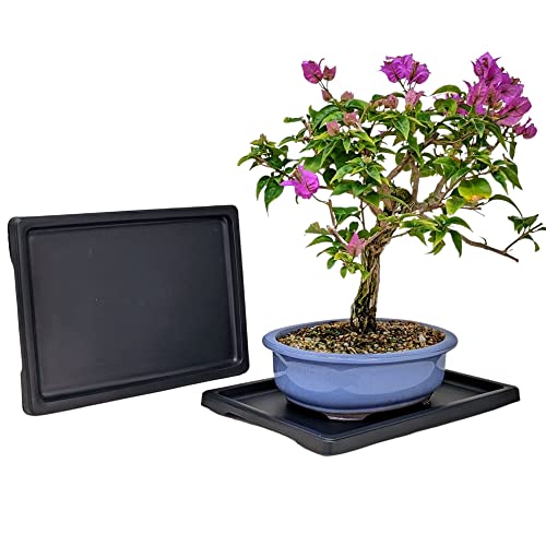 Tinyroots Bonsai Humidity Tray, 9-Inch Drip Tray, Maintains Moisture for Plants and Helps Protect Furniture, Bonsai Tray for Cactus, Succulents, Bonsai, and Houseplants