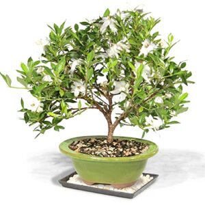 brussel's live gardenia outdoor bonsai tree - 8 years old; 8" to 12" tall with decorative container, humidity tray & deco rock - not sold in arizona