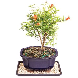 brussel's live dwarf pomegranate indoor bonsai tree - 5 years old; 8" to 12" tall with decorative container, humidity tray & deco rock