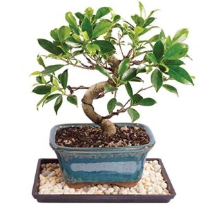 brussel's live golden gate ficus indoor bonsai tree - 5 years old; 6" to 10" tall with decorative container, humidity tray & deco rock