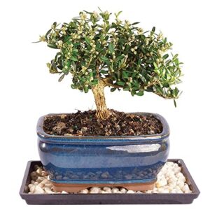 brussel's live harland boxwood outdoor bonsai tree - 4 years old; 8" to 10" tall with decorative container, humidity tray & deco rock