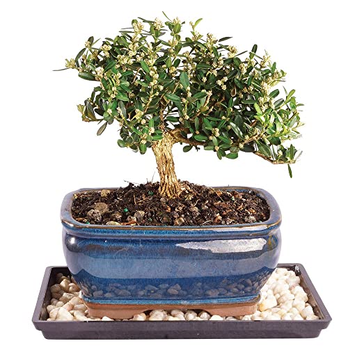 Brussel's Live Harland Boxwood Outdoor Bonsai Tree - 4 Years Old; 8" to 10" Tall with Decorative Container, Humidity Tray & Deco Rock