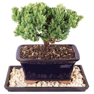 brussel's live green mound juniper outdoor bonsai tree - 4 years old; 6" to 8" tall with decorative container, humidity tray & deco rock