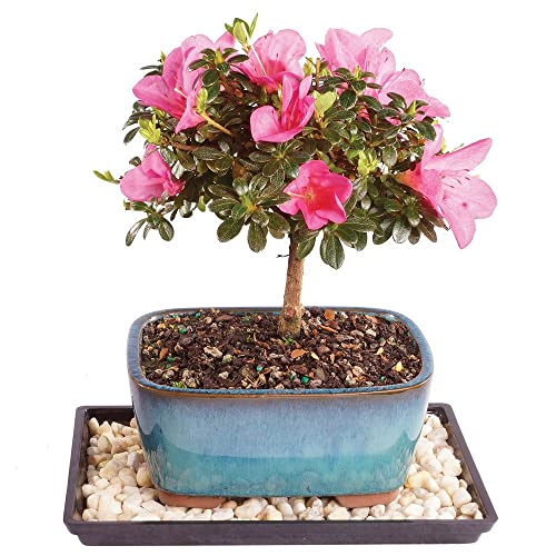 Brussel's Live Satsuki Azalea Outdoor Bonsai Tree - 4 Years Old; 6" to 8" Tall with Decorative Container, Humidity Tray & Deco Rock