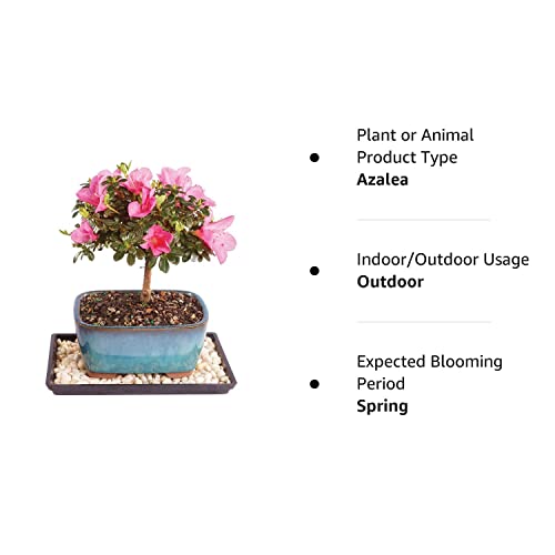 Brussel's Live Satsuki Azalea Outdoor Bonsai Tree - 4 Years Old; 6" to 8" Tall with Decorative Container, Humidity Tray & Deco Rock