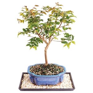 brussel's live jaboticaba indoor bonsai tree - 6 years old; 10" to 14" tall with decorative container, humidity tray & deco rock