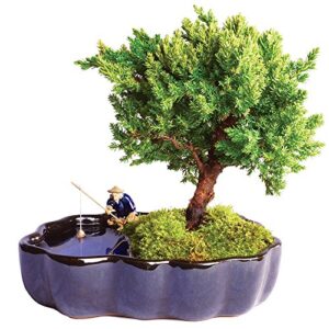 brussel's live green mound juniper outdoor bonsai tree in zen reflections pot - 3 years old; 6" to 8" tall - not sold in california