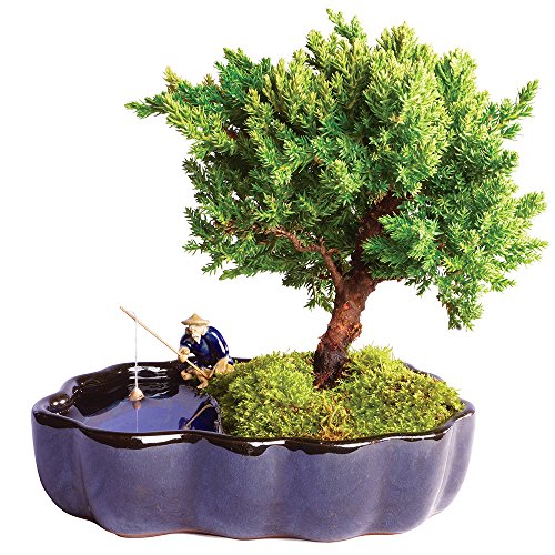 Brussel's Live Green Mound Juniper Outdoor Bonsai Tree in Zen Reflections Pot - 3 Years Old; 6" to 8" Tall - Not Sold in California