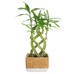 costa farms lucky bamboo plant, easy to grow live indoor houseplant in ceramic planter pot, potting mix, grower's choice, perfect for home tabletop, office desk, shelf, zen room decor, 12-inches tall