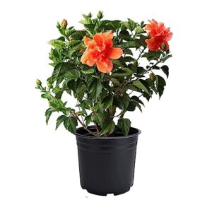 american plant exchange hibiscus live plant, 3 gallon, black, green and orange