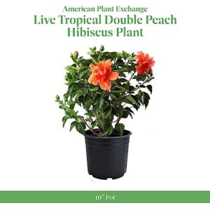 AMERICAN PLANT EXCHANGE Hibiscus Live Plant, 3 Gallon, Black, Green and Orange