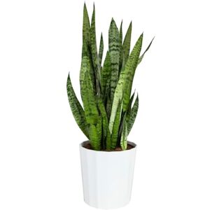 costa farms premium snake plant, easy care live indoor houseplant in modern decor planter, air purifier in potting soil, living room, office decor, housewarming gift, birthday gift, 2-3 feet tall