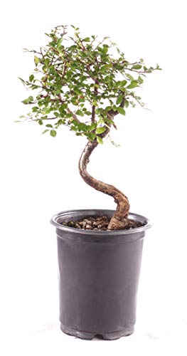 Brussel's Bonsai Live Chinese Elm Outdoor Bonsai Tree 5 Years Old 6"-8" Tall in Plastic Grower Pot, Small