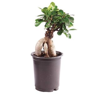 brussel's bonsai live gensing grafted ficus indoor bonsai tree-4 years old 6" to 8" tall with plastic grower pot, small, blank