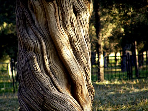 Bonsai Tree | Chinese Juniper | Seed Grow Kit | The Jonsteen Company