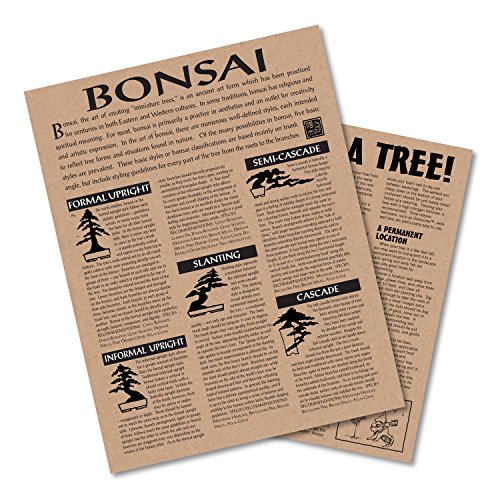 Bonsai Tree | Chinese Juniper | Seed Grow Kit | The Jonsteen Company