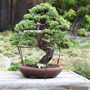 Bonsai Tree | Chinese Juniper | Seed Grow Kit | The Jonsteen Company