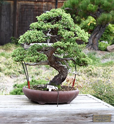 Bonsai Tree | Chinese Juniper | Seed Grow Kit | The Jonsteen Company