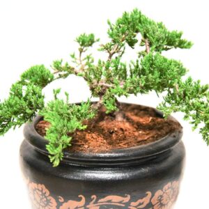 Bonsai Soil by Perfect Plants - 2qts. | Premium All-Purpose Mix Bonsai Tree Varieties