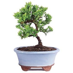 brussel's bonsai live green mound juniper outdoor bonsai tree-3 years old 4" to 6" tall with decorative container-not sold in california, blank